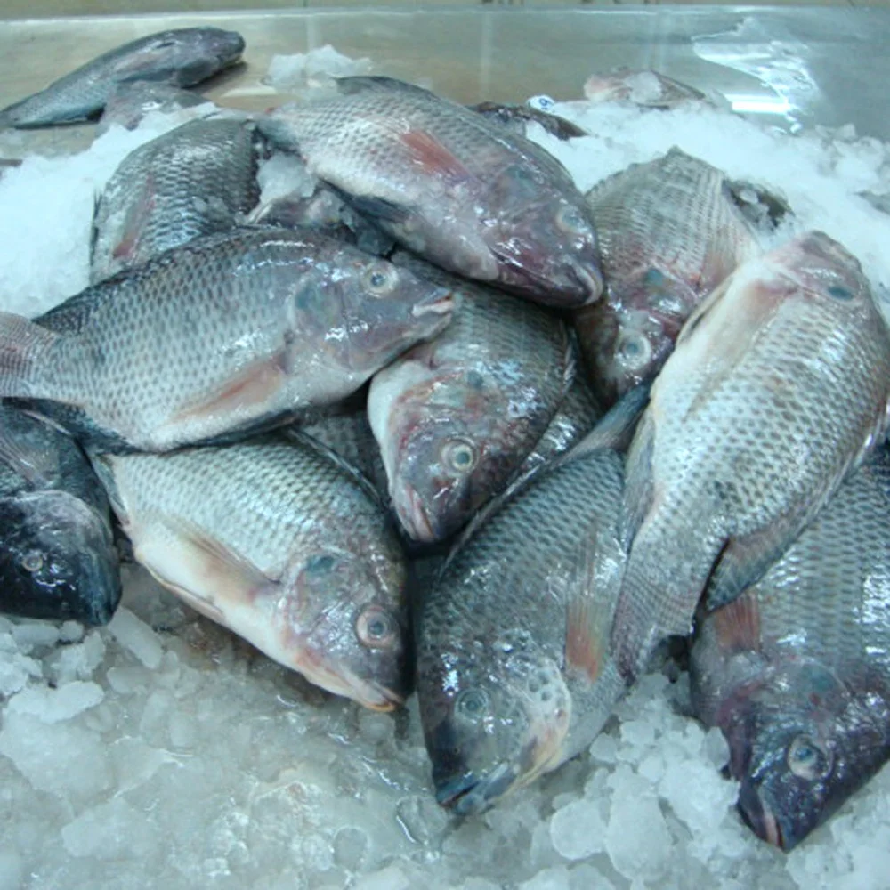 
fresh frozen nile tilapia fish buyer from Africa 