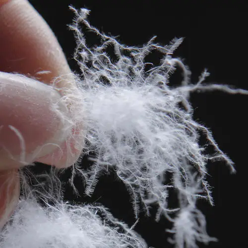 Purchasing European duck down goose down raw materials in bulk