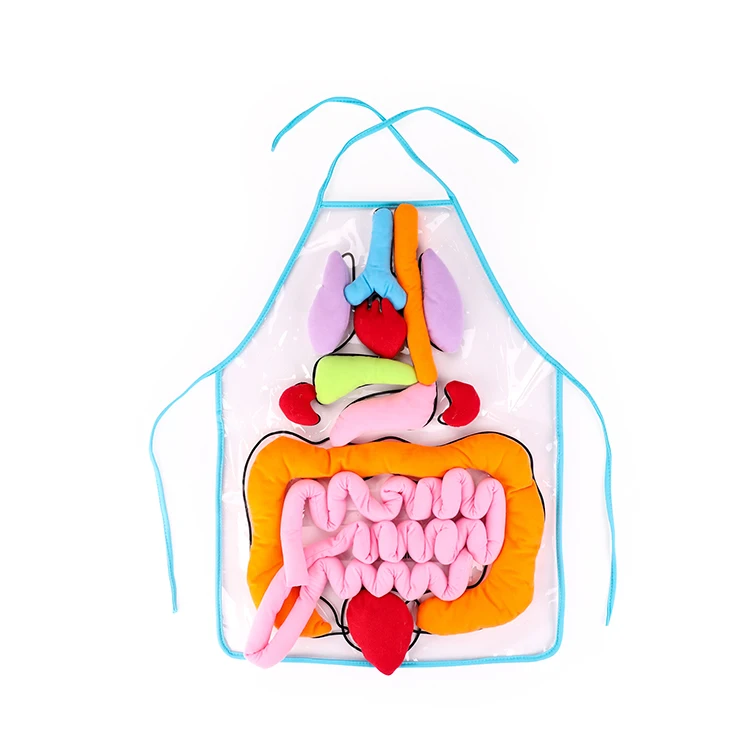 Factory Supply wholesale Human Organs Apron Preschool Training Aid Children Early Education Toys