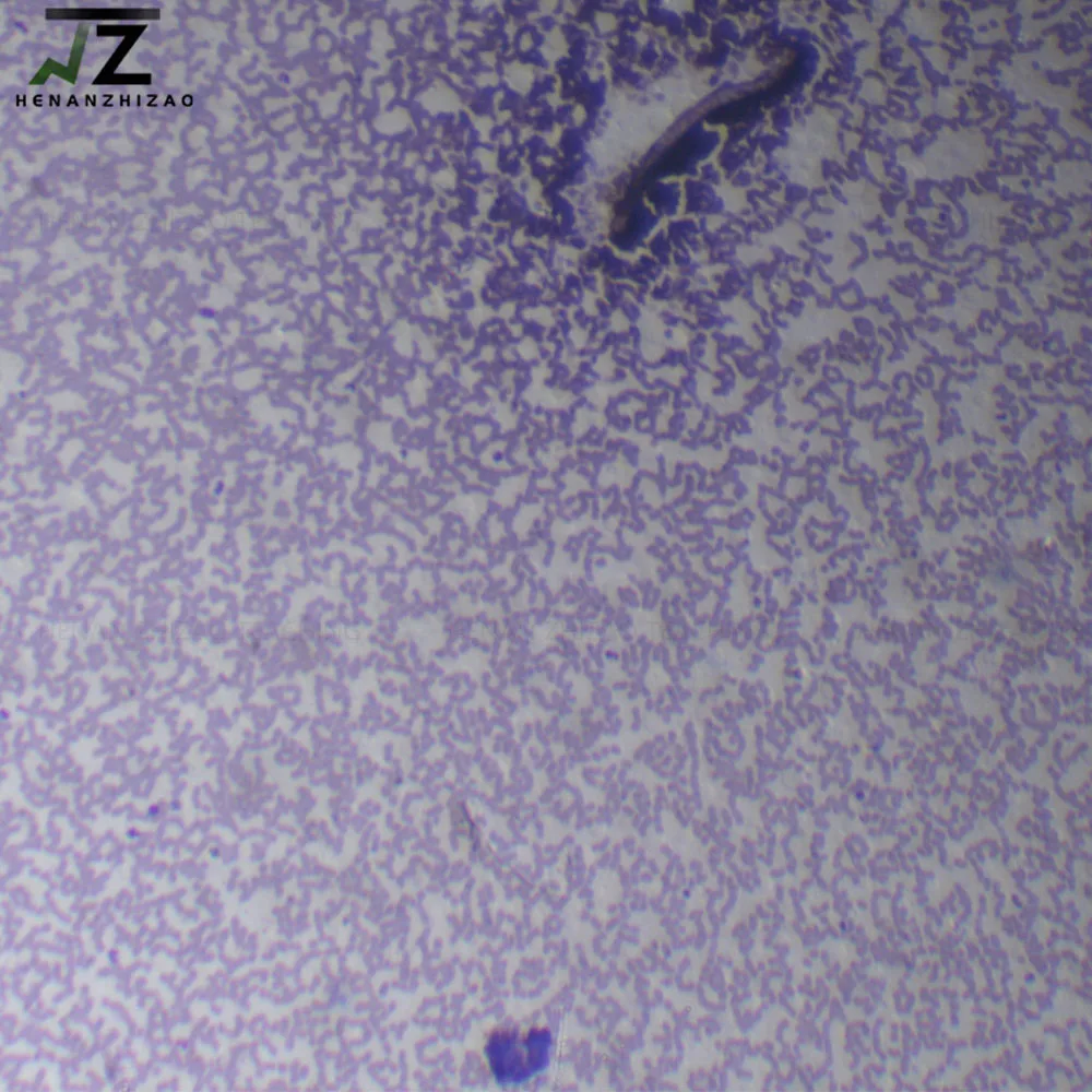 Plasmodium Falciparum Smear Prepared Microscope Slides 1 Pieces