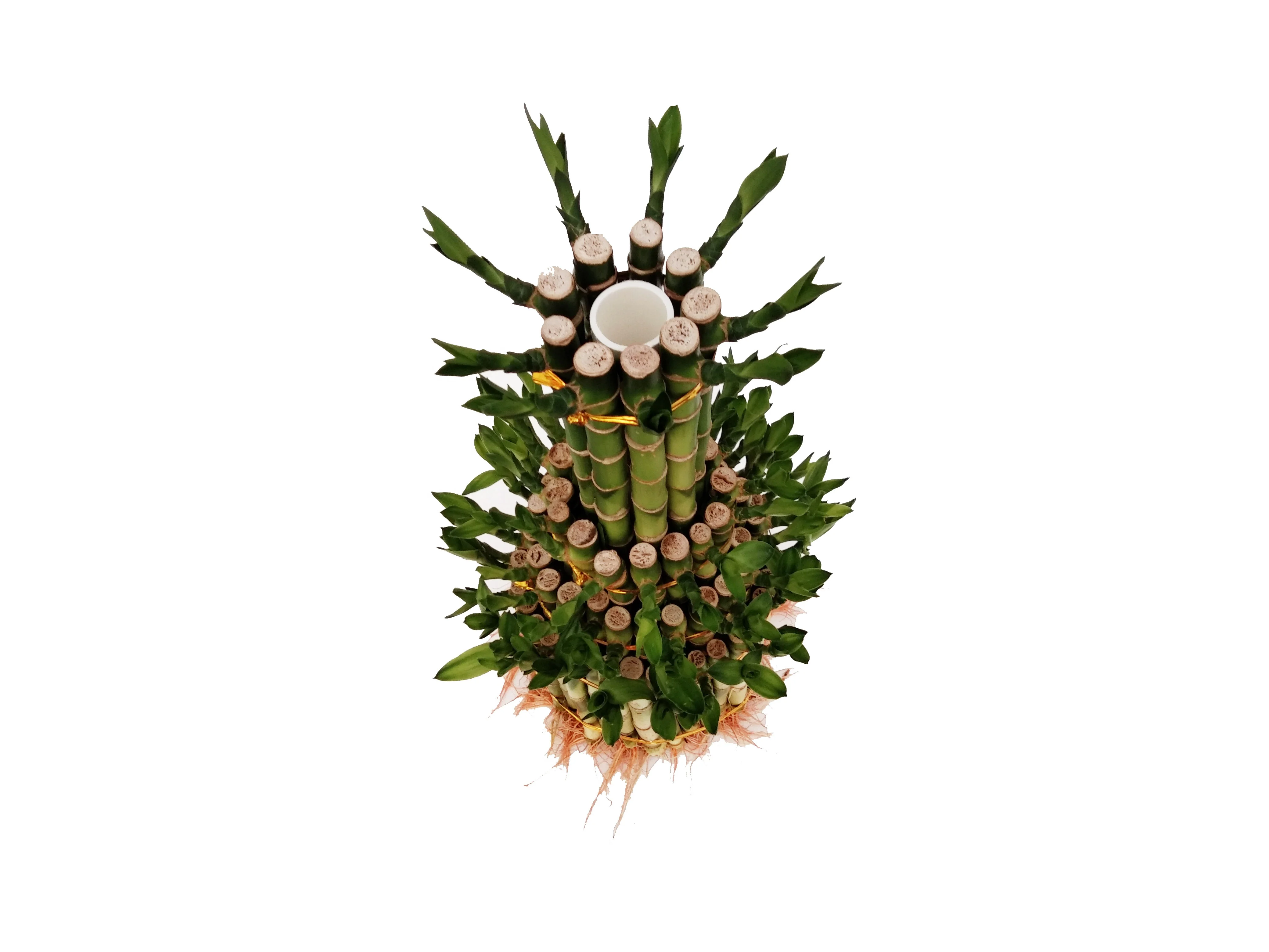 Indoor layer Bamboo Factory Lucky Bamboo tower dracaena sanderiana  Plant Zhanjiang