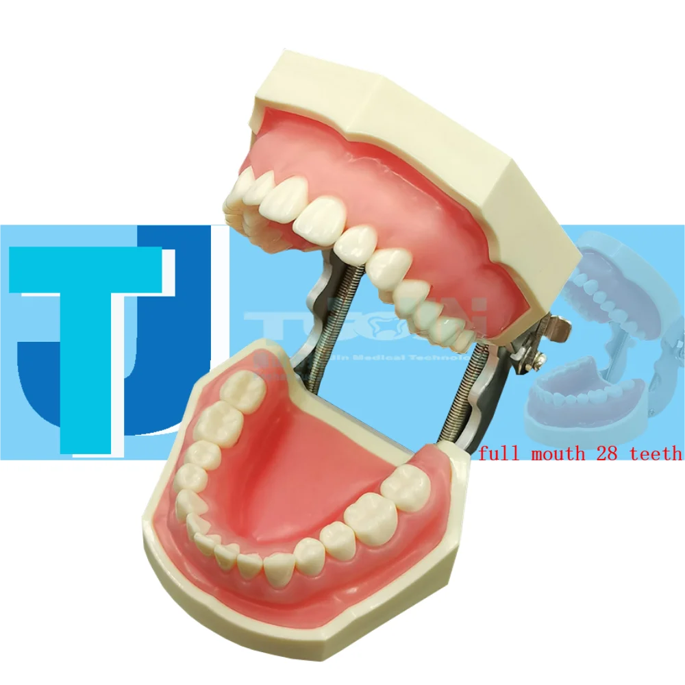 Dental Teeth Model For Dental Technician Practice Training Studyting Dentistry Typodont Models With Removable Tooth 28pcs Model