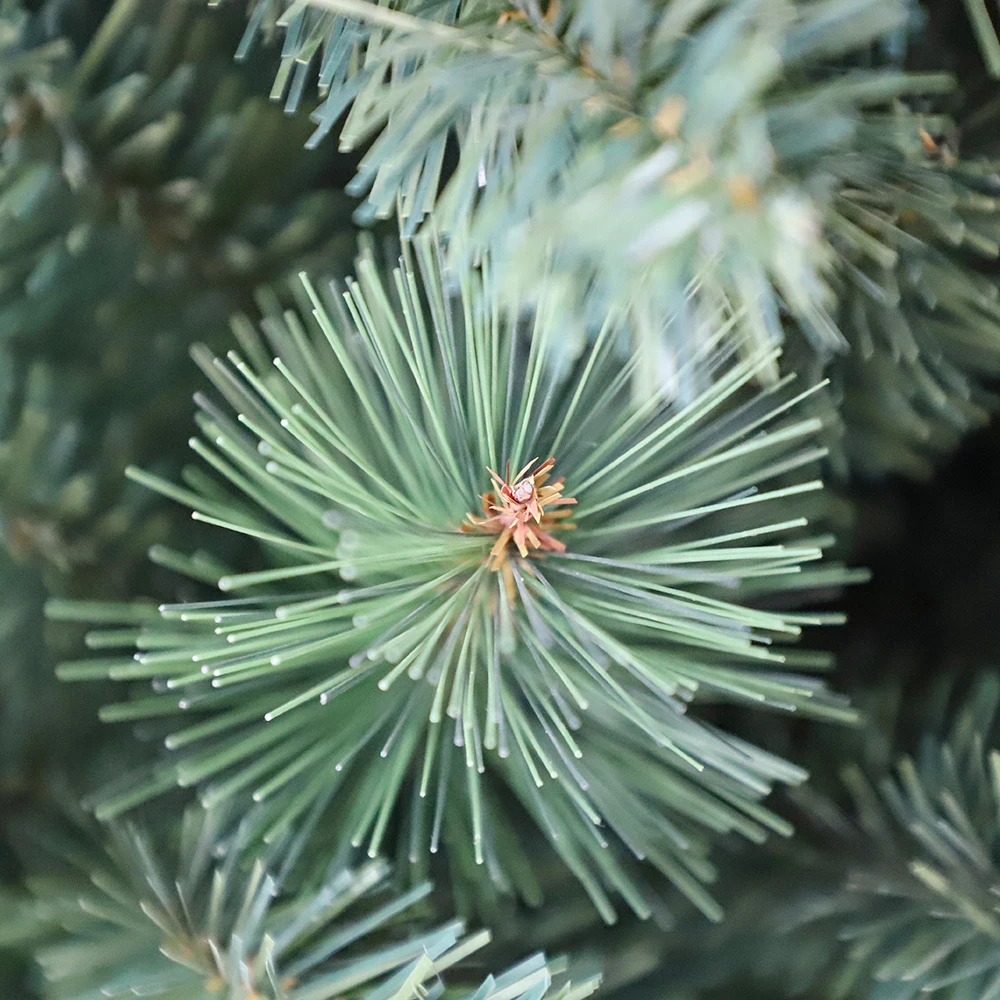 The Beautiful Customized Needle Pine Christmas Tree For Decoration In Wholesale Price For Exporter