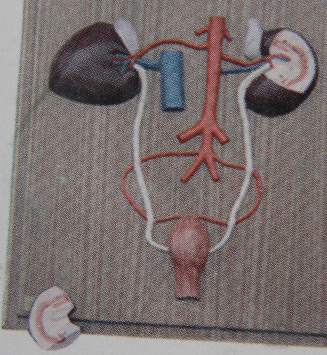 horse anatomical model anatomy models of animals