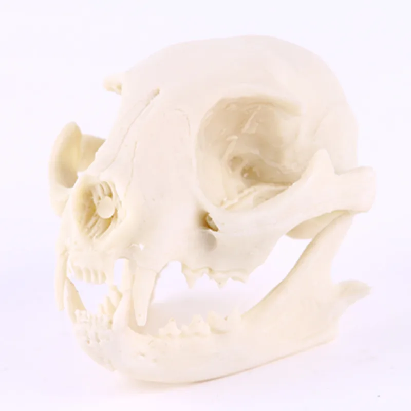Hot selling Resin cat head skull creative animal skull for home decoration