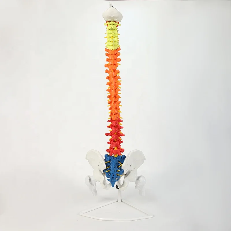 85Cm different kinds ofl flexible human spine spinal model human bone model bone-setting medical teaching