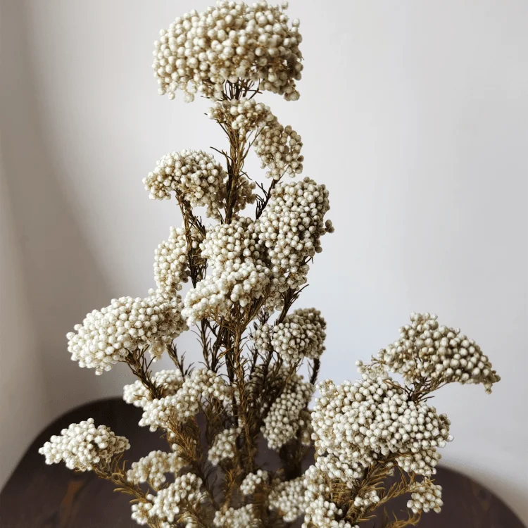 
preserved Millet flower for bouquet making and household flower arrangement preserved rice flower 