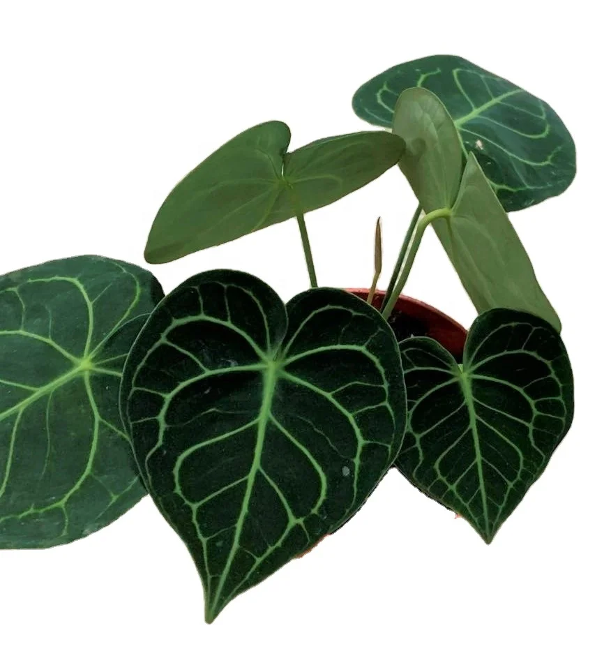  Оптовая продажа philodendron натуральный план антуриум кристаллическая липа и живые растения для