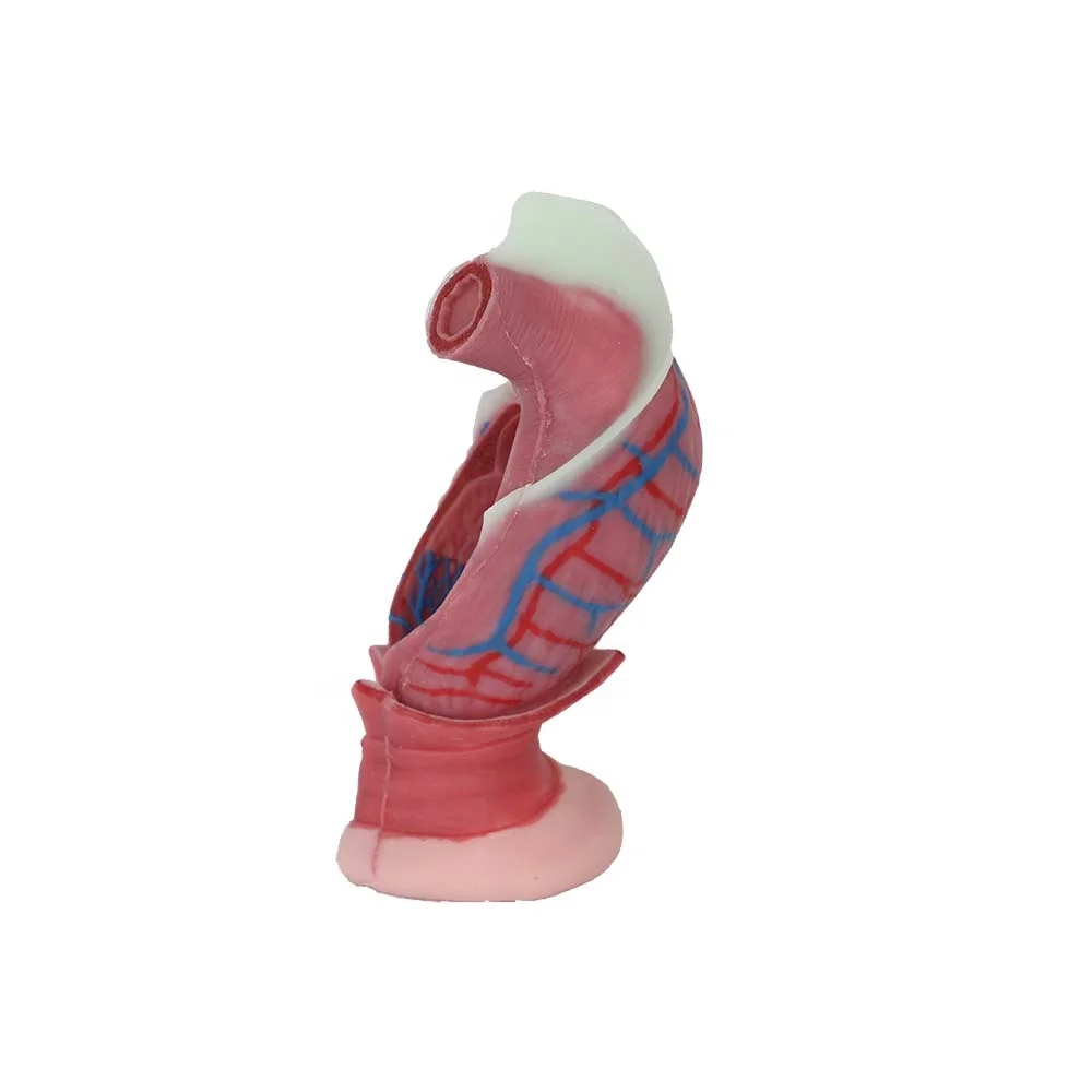 Popular Human Soft Silicone Anal Tube Anatomy Model Digestive System Model