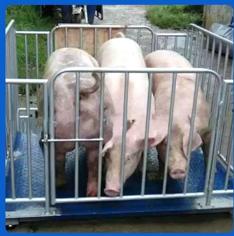 Chinese 3 Ton Used Electronic Weightbridge Truck Weighing Scales Truck Scale Price 2m*3m