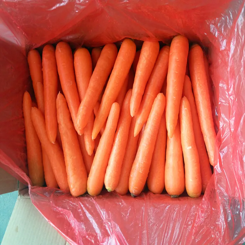 Color gonden red,t,taste sweet great,the Great ANQIU Fresh carrot2022 new crop and well preserved in storage