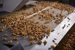 Оптовая продажа, Лидер продаж, высококачественные ядра грецких орехов