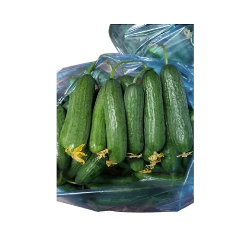 
Standard Company Significant Good Fresh And Juicy Young Cucumber Products In Bulk Eco Friendly Farm Buy Now For Best Price 