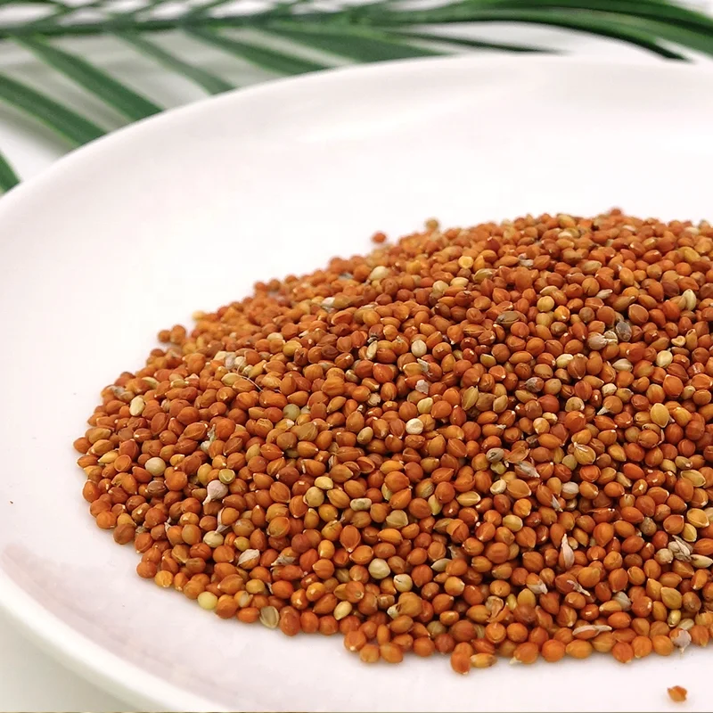 Wholesale red  foxtail millet in husk