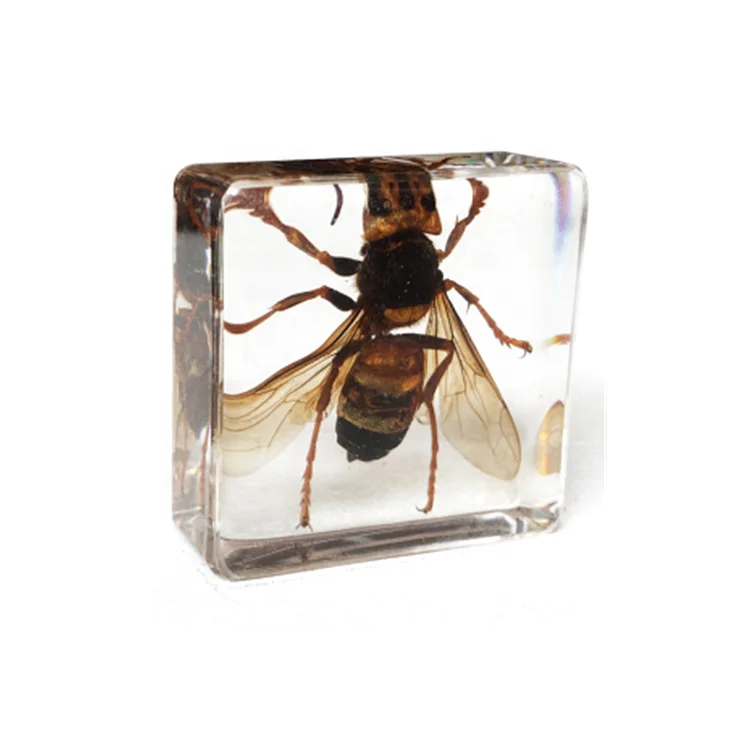 Real Bug Safe Resin Other Toys Wasp Embedded Specimen for Kids Education