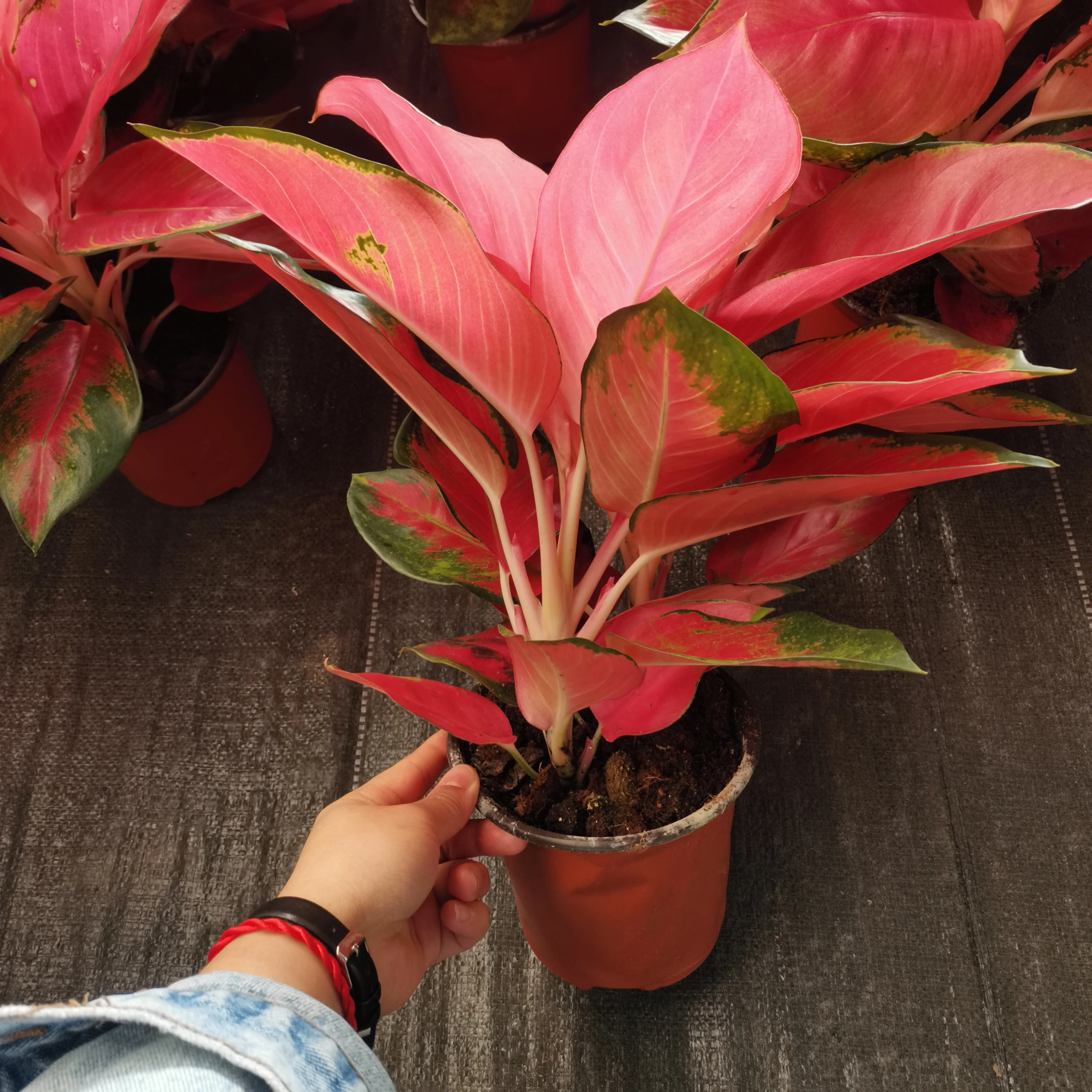 Aglaonema China Red other agriculture products live plants