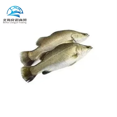 Лидер продаж фирменные вкусные лучшие продажи морепродуктов оригинальные здоровые морепродукты целая Живая рыба баррамунди