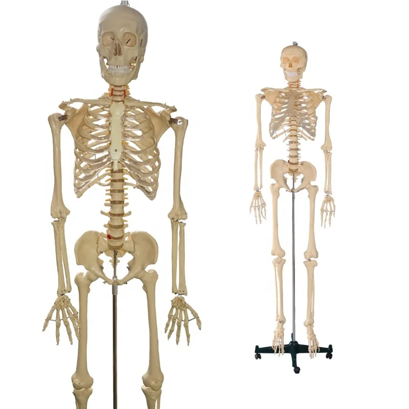 Life size Human Body Skeleton Anatomical Model
