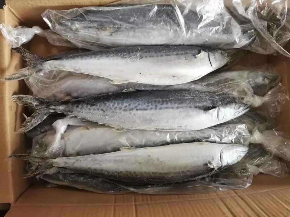 Spanish Horse Mackerel Price Fresh Catch Mackerel Fish Frozen