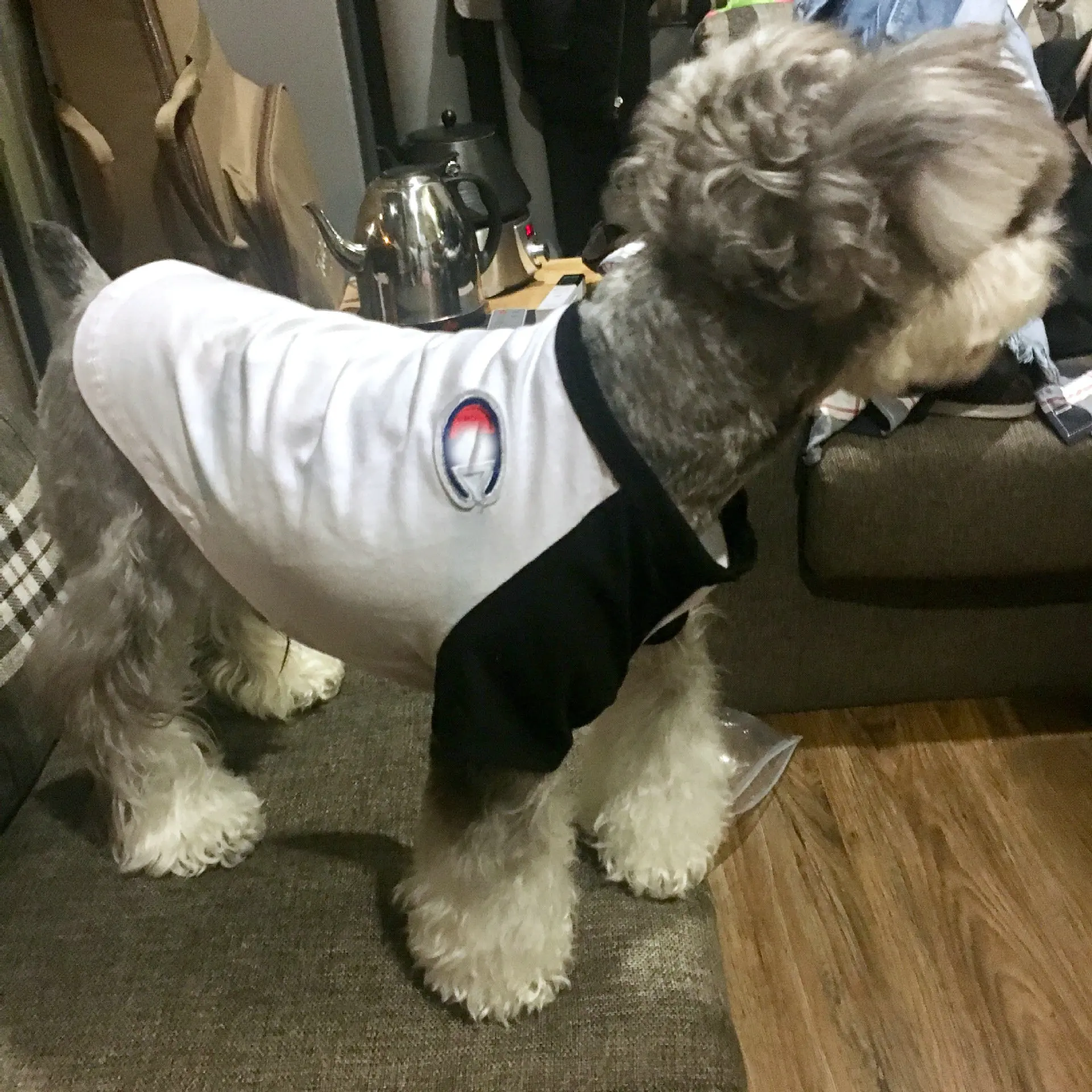 JXANRY  Summer Dog Shirt New Style White Fashion Pet Clothes Popular Luxury Pet Cool Wearing Cat Coat
