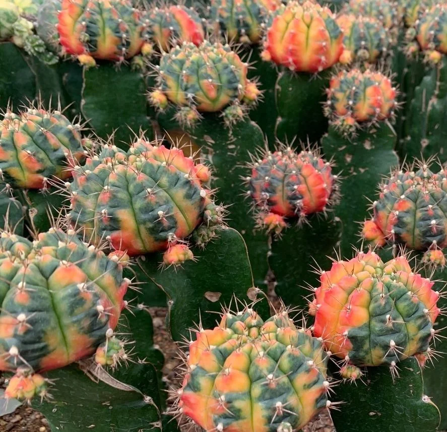 
Low price natural beauty real plant cactus gymnocalycium mihanovichii variegata for sale 