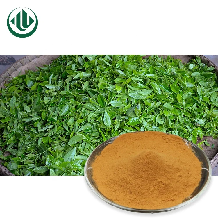 Free Sample Instant Hot or Iced Tea Green Tea Leaf Extract High in Polyphenols From ISO Factory