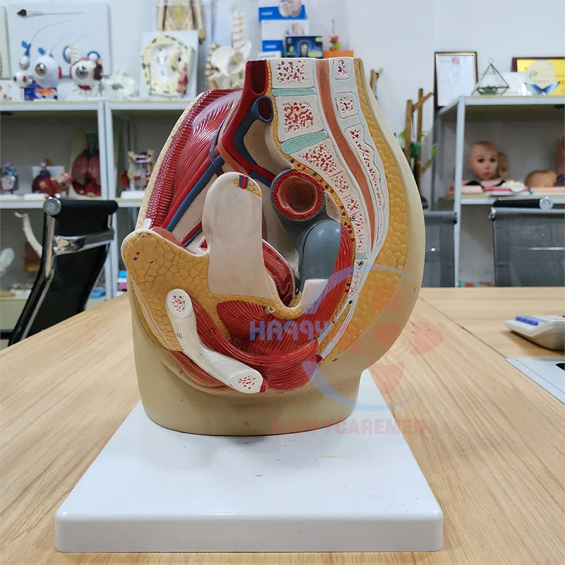 HC-S269 Medical Male pelvic anatomical model/Male pelvis and urinary anatomical model