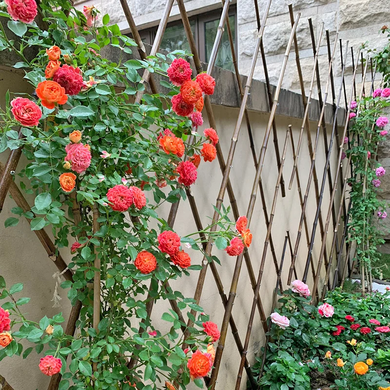 Natural Handmade Expandable Bamboo Raw Materials Fence Bamboo Garden fencing roll Bamboo Plant Fence