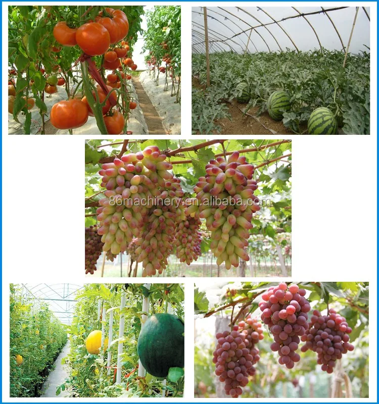 
Недорогая теплица с защитой от лягушек, теплица с клубничным домом, Россия 