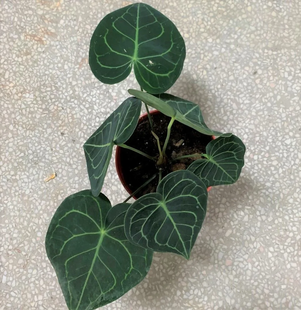  Оптовая продажа philodendron натуральный план антуриум кристаллическая липа и живые растения для