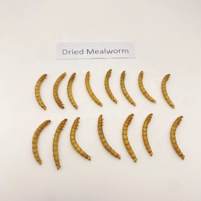 High Protein edible insect dried mealworm Dried Mealworms Superworm Mealworm