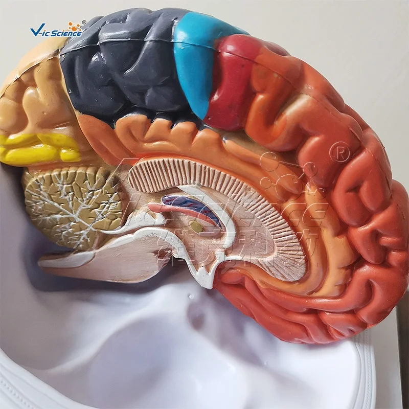 
Medical Science Human Brain Anatomy Model 3D Human Anatomical Teaching Model 