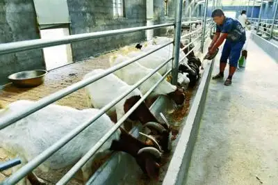 corn gluten meal cattle animal feed granular pelletized yellow corn gluten meal bulk corn gluten meal