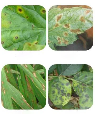 Диметоморф + циазофамид с икама