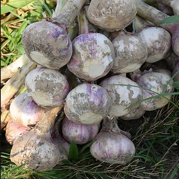 2023 New Fresh White Garlic in 10kg bags