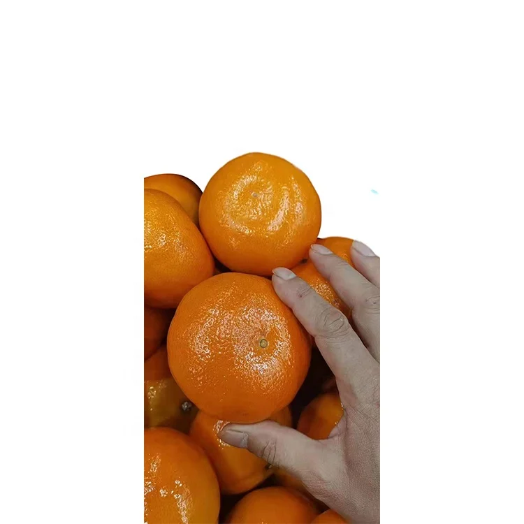 
Hot Selling Product Natural Premium Chinese Mandarin Fruit Fresh Sweet Oranges 