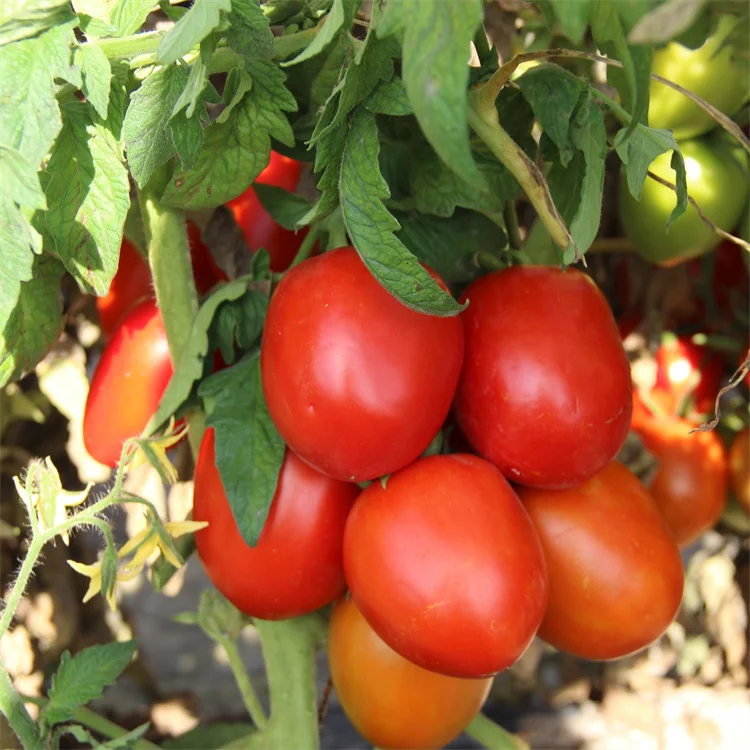  High yield vegetable seeds red tomato