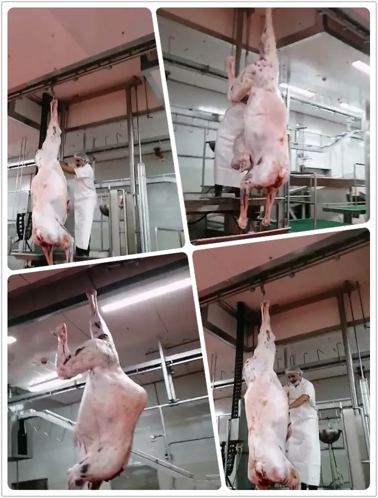 halal_meat_slaughter_process_camel_with_quality_abattoir_machine