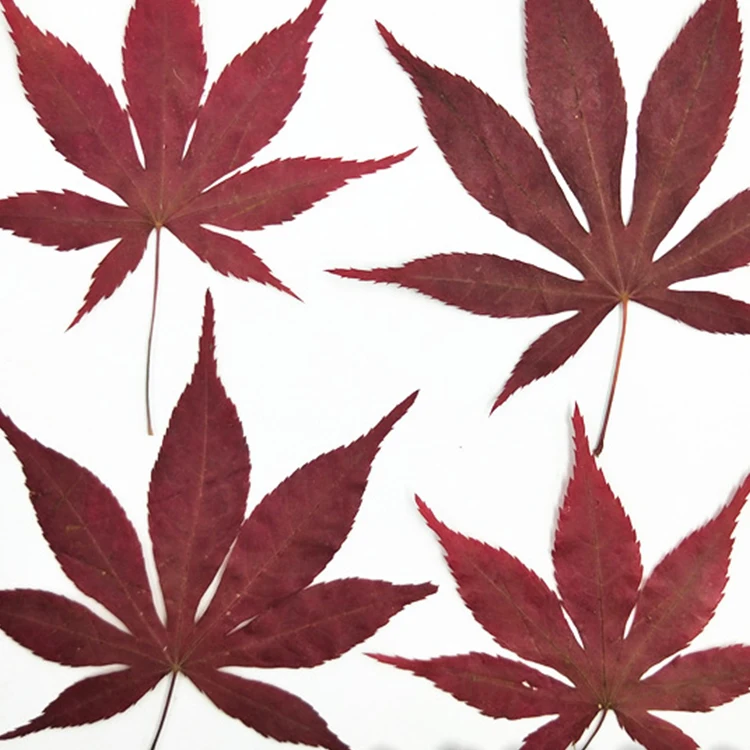 I637 Maple Leaves Dried Natural Real Leaves Craft Bookmark Decorations Multiple Colors