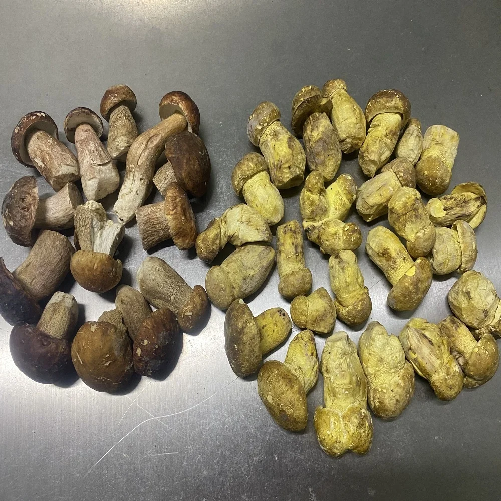 
FD Boletus Eduilis Porcini Mushroom 