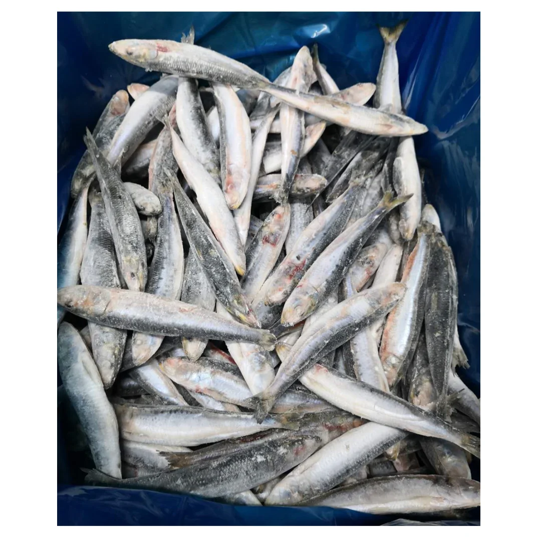 Good quality fishing bait IQF packing frozen sardine fish