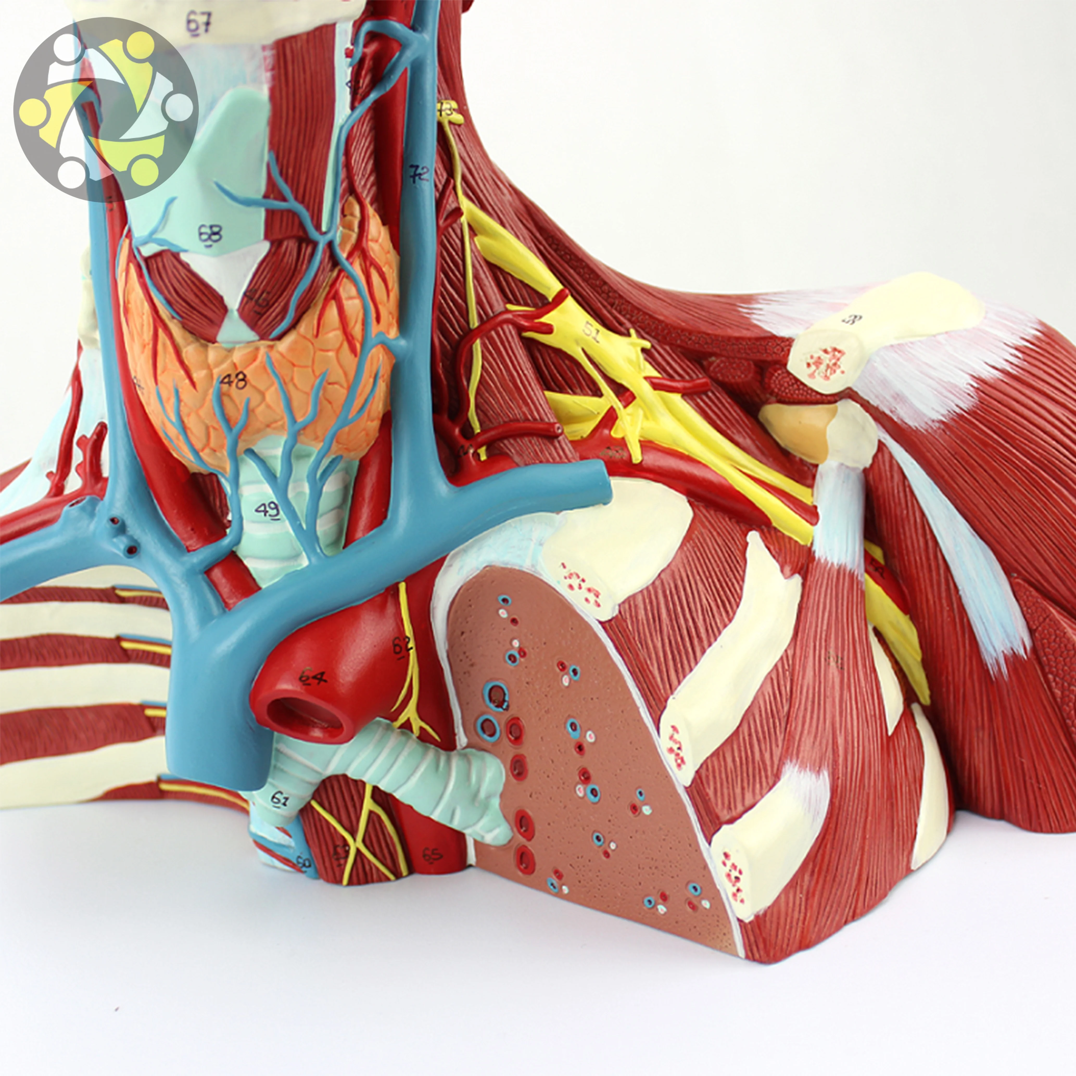 Educational Lab Medical Science Teaching Resources New Style Head and Neck Muscle Model 4 Layer Manikin Head in Export Carton