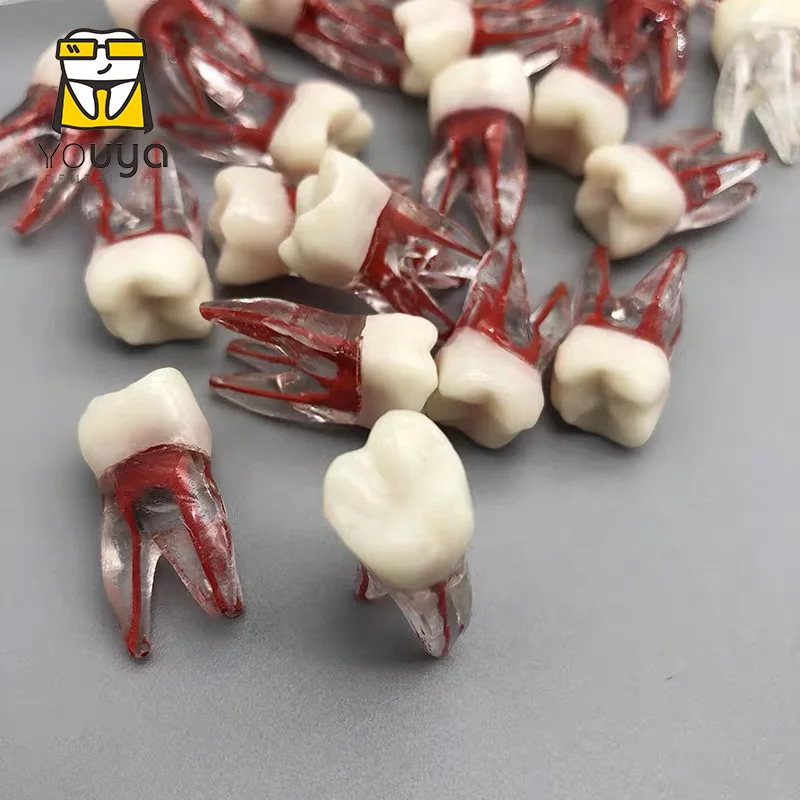 Wholesale Dental Root Canal Tooth Molar Model For Endodontics Practice