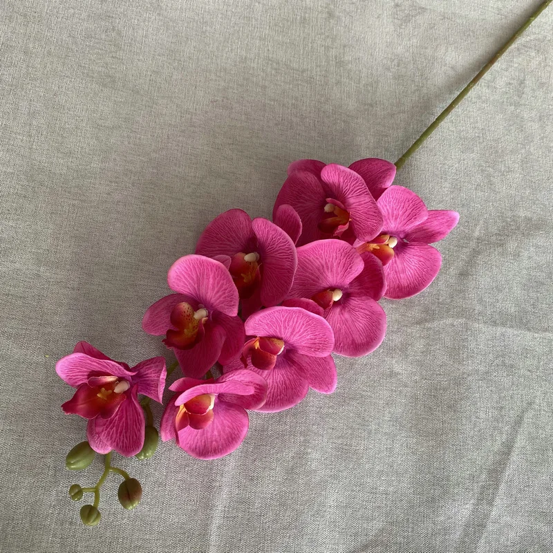 Hot Pink Moth Orchid Phalaenopsis Butterfly Orchid For Wedding Centerpiece