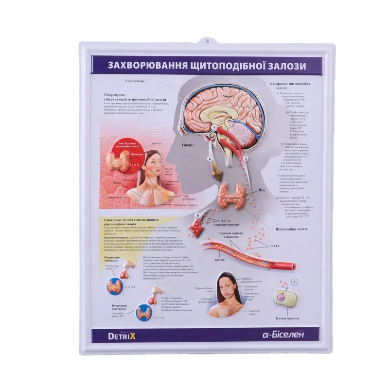 3D embossed Medical PVC Wall Chart