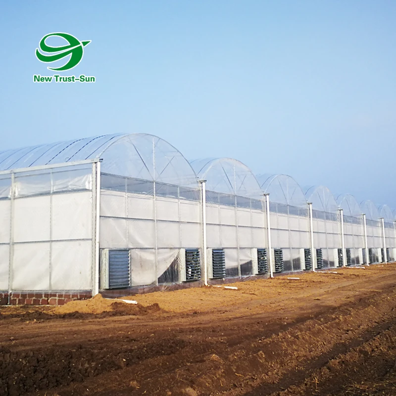 
Hydroponic System Garden Tunnel Multi-span plastic Film Greenhouse 