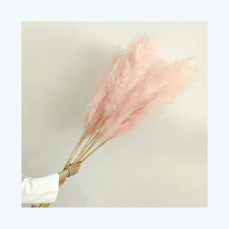 Dried Decorative Grass Pampas Real Big Pink Tall Dry Fluffy Pampas Grass For Wedding