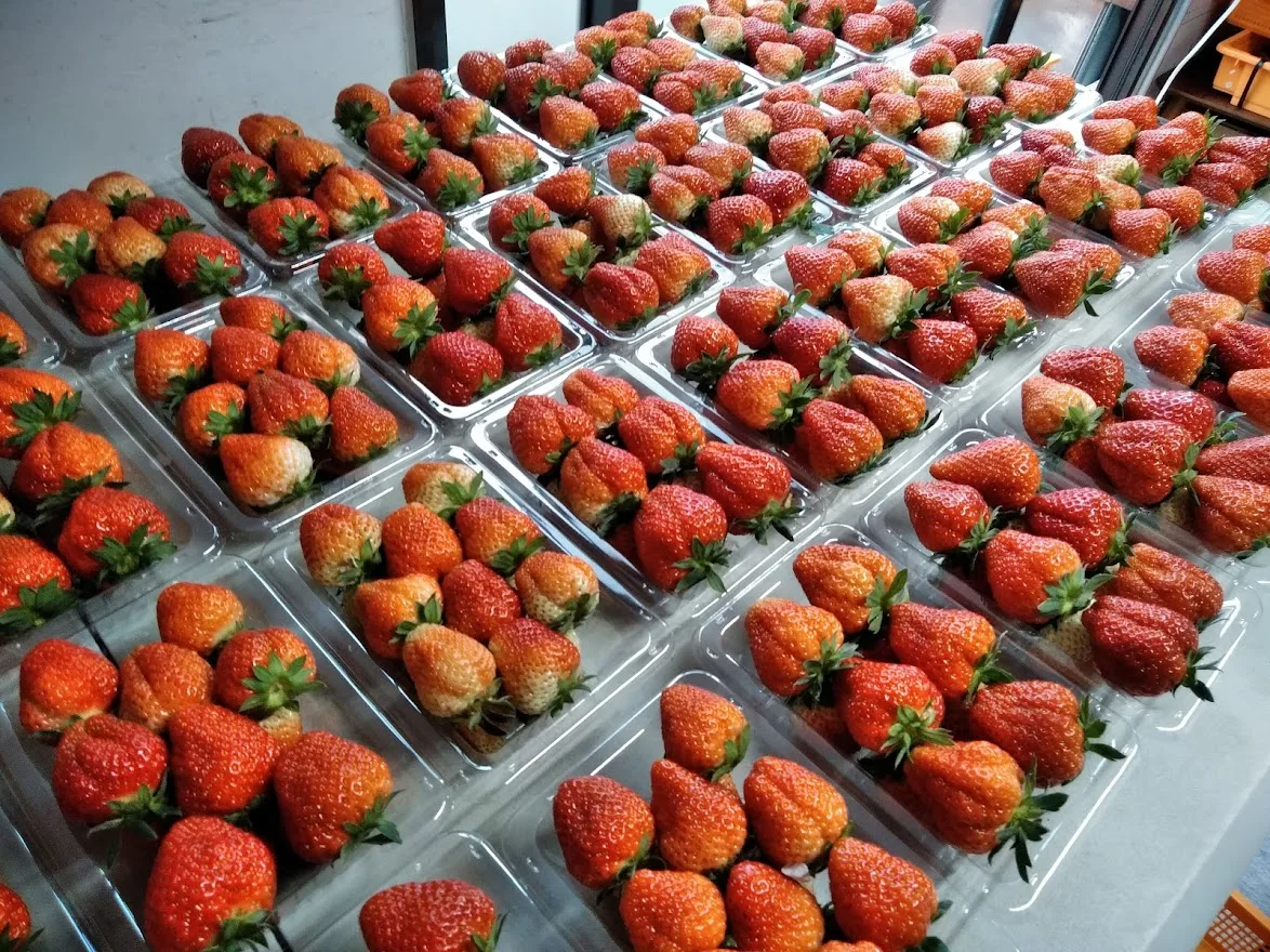 High quality Japanese ICHIKAHIME strawberries gift fresh jam pesticide-free organic fruit strawberry import