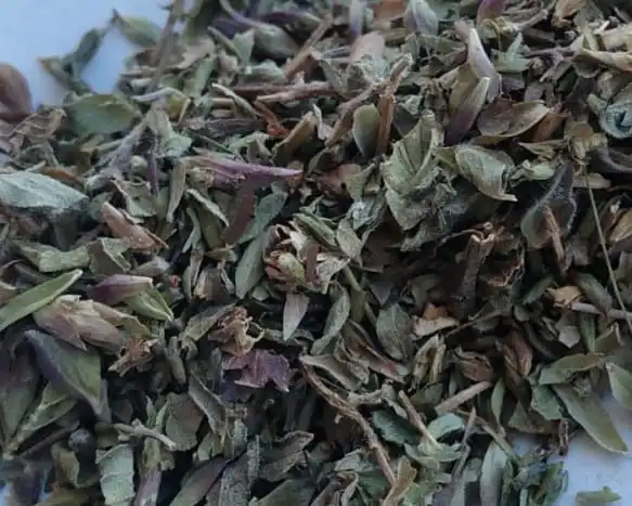 Wholesale Premium Quality Steak Spice oregano leaves natural dried Factory directly Dried oregano leaves