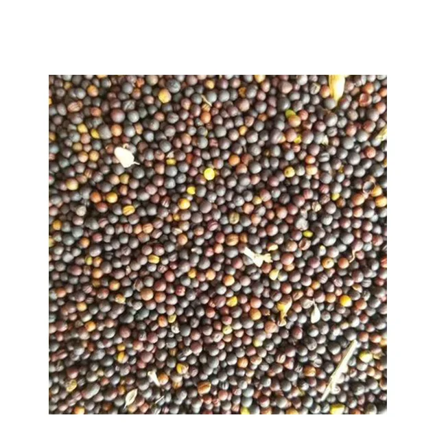 Sought-after product Wholesale Prices Rapeseed Canola Seed Price Rape Seed Canola Seeds for Sale